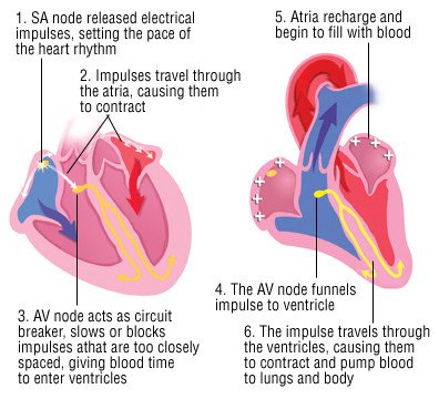 Cardiac Arrhythmias Guide Causes Symptoms And Treatment Options Cardiac Arrhythmias Guide Causes Symptoms And Treatment Options