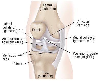 Image result for ANTERIOR CRUCIATE LIGAMENT - PART III