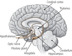 Adrenal cortex produces steroid hormones