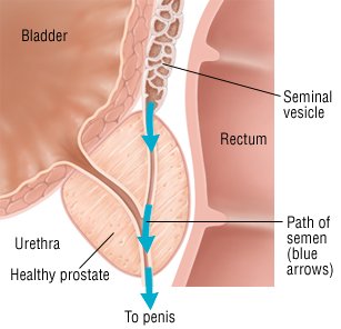 Effects of low testosterone during puberty