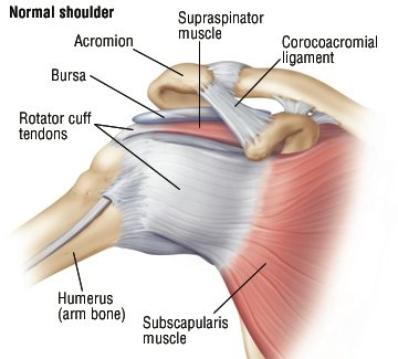 What does pain in the left arm and shoulder indicate?