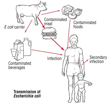 FOOD POISONING AND TRAMADOL