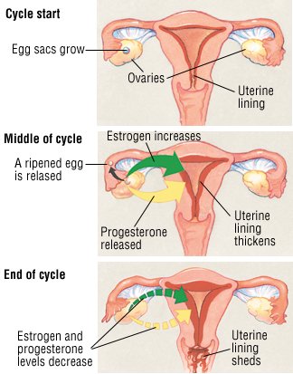 causes of spotting period