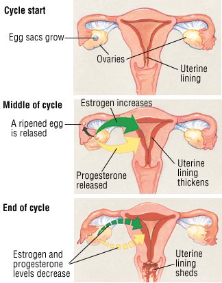 what would cause bleeding between periods