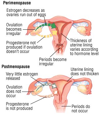 The male sex hormone is