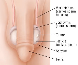 Penis And Testis