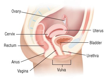 Inside the girls pee hole