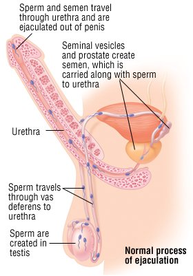 Process Of Orgasm 34