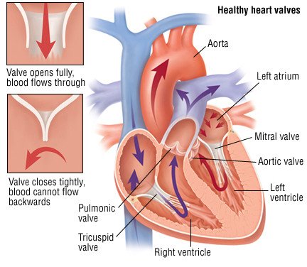 Heart Valve Replacement Guide Drugs Com