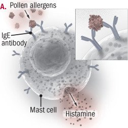 Allergy Shots (Allergen Immunotherapy)