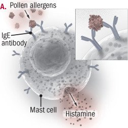 Allergy shots (allergen immunotherapy)
