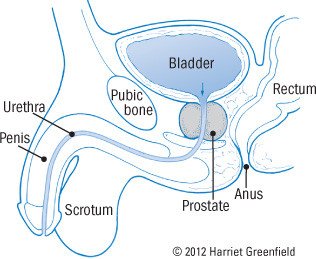 Prostatitis e me