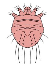 Pubic Lice Or Crab Lice