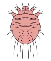 Pubic Lice Or Crab Lice