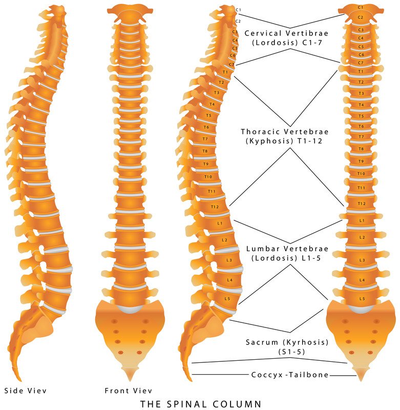 Spinal Cord Trauma