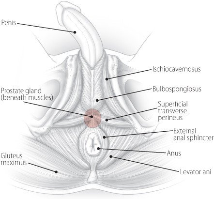Curvature of the Penis (Peyronie's Disease)