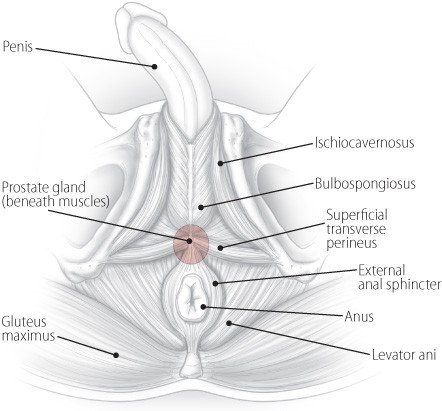 Curvature of the Penis (Peyronie's Disease) Guide: Causes, Symptoms and  Treatment Options