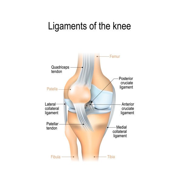 Posterior Cruciate Ligament (PCL) Injuries