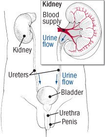 Urinary tract infection in men