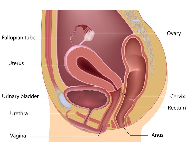 Vaginal atrophy (atrophic vaginitis)