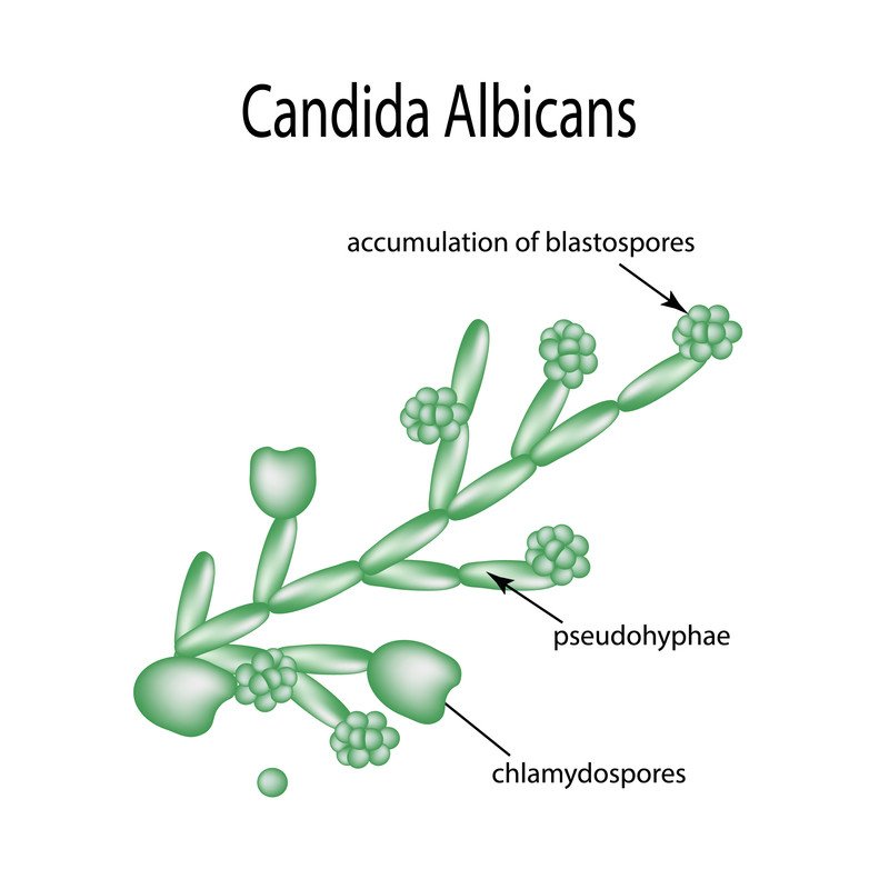 Candida Albicans Type Yeast Causes Candidiasis: เวกเตอร์สต็อก (ปลอดค่า ...