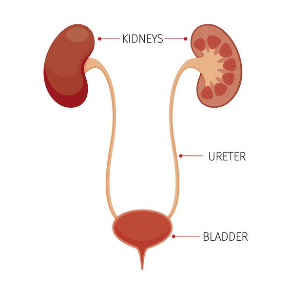 Cystoscopy