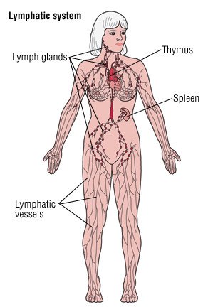 Inner thigh gland Inflamed/Infected Sweat