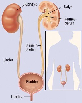 Kidney Cancer