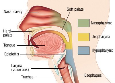 Throat Cancer (Larynx and Pharynx)