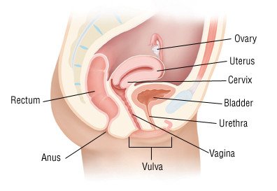 Trichomonas urethra nőknél)