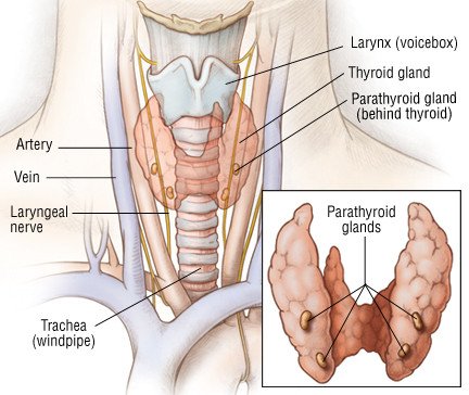 Thyroid Cancer