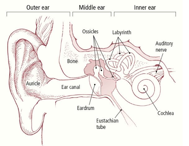 Chronic otitis media, cholesteatoma, and mastoiditis