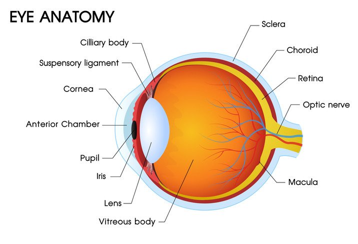 Corneal Transplant