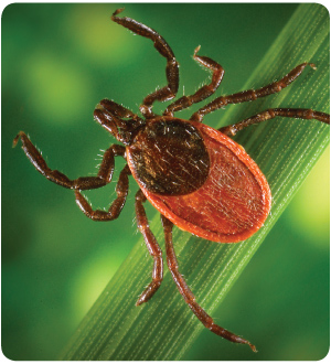 Close-up image of a tick