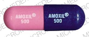 Pill AMOXIL 500 AMOXIL 500 Blue & Pink Capsule/Oblong is Amoxil