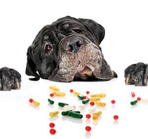 human meds you can give dogs