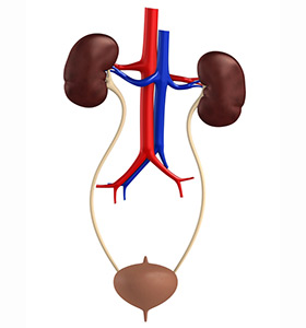 How To Manage Your Overactive Bladder