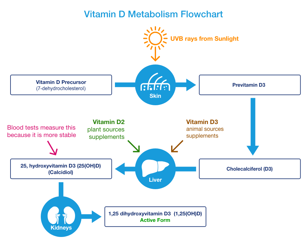 Vitamin D Metabolism Flowchart