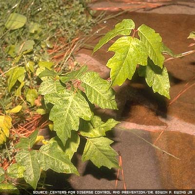 Poison ivy plant