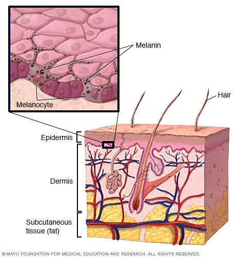 Capas de piel y melanina