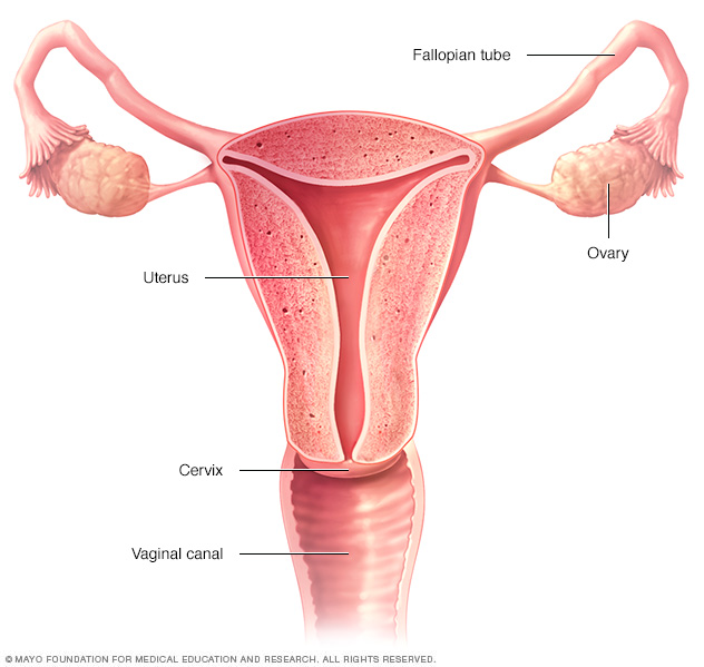 Le système de reproduction féminin