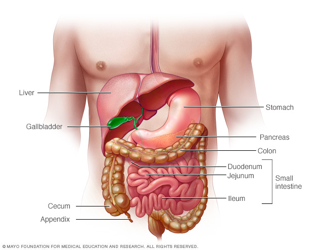 Sistem digestiv