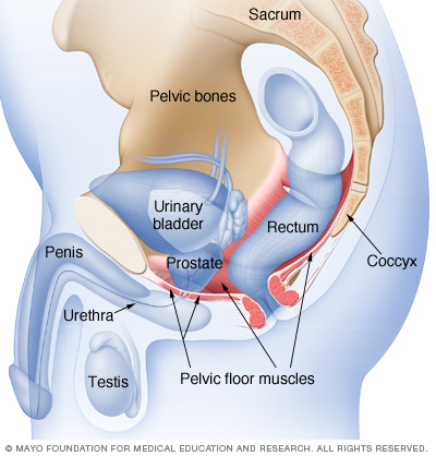 Kegel Exercises For Men Understand The Benefits Drugs Com