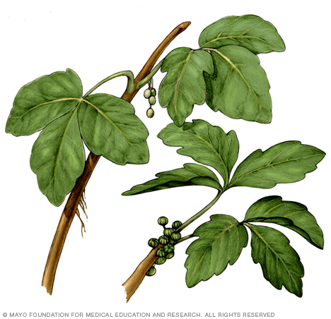 Poison Ivy Rash Disease Reference Guide Drugs Com