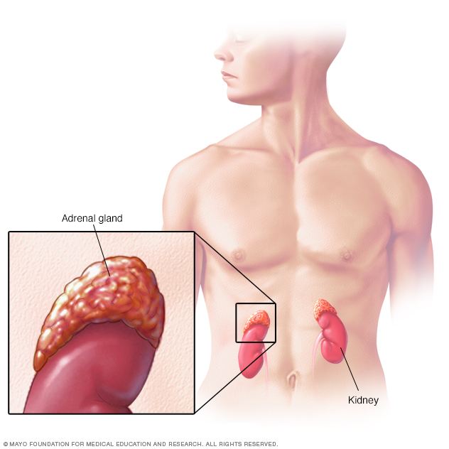 the adrenal gland is to the kidney