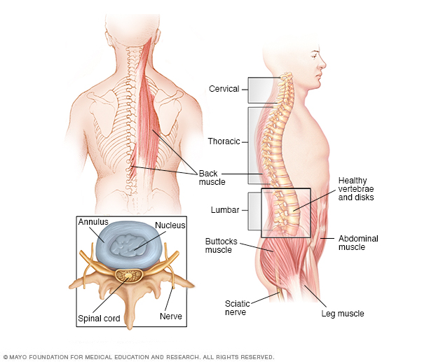 Anatomie der Wirbelsäule