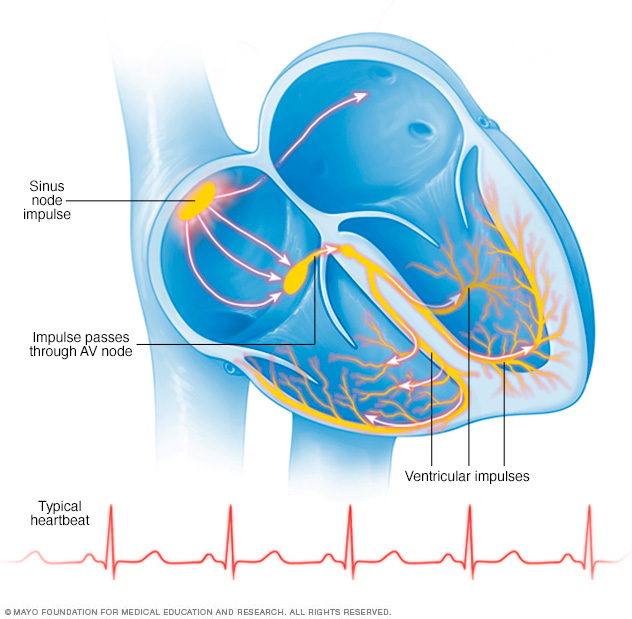 Rythme cardiaque normal