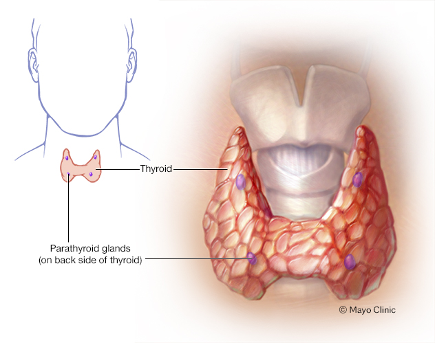 Glandes parathyroïdes