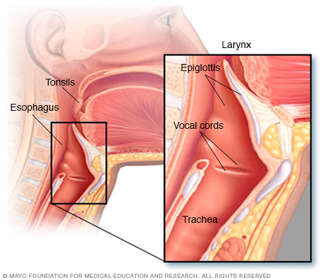 Anatomie de la gorge
