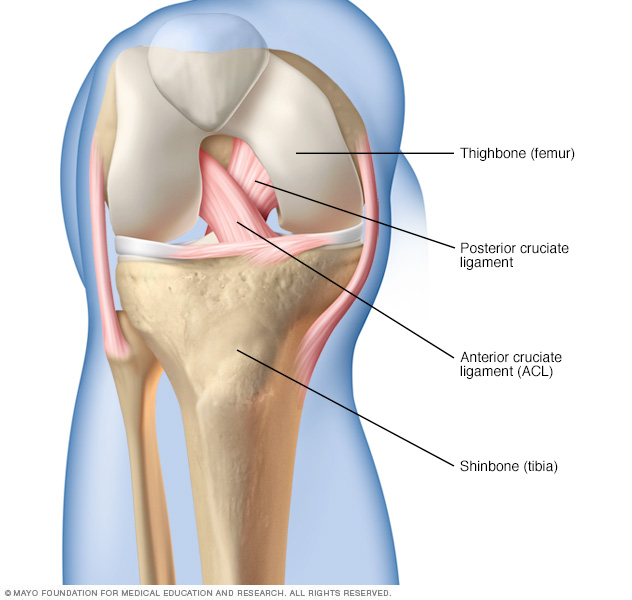 Ligament croisé postérieur